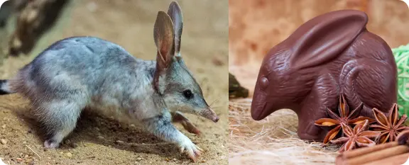 Páscoa na Austrália Bilby