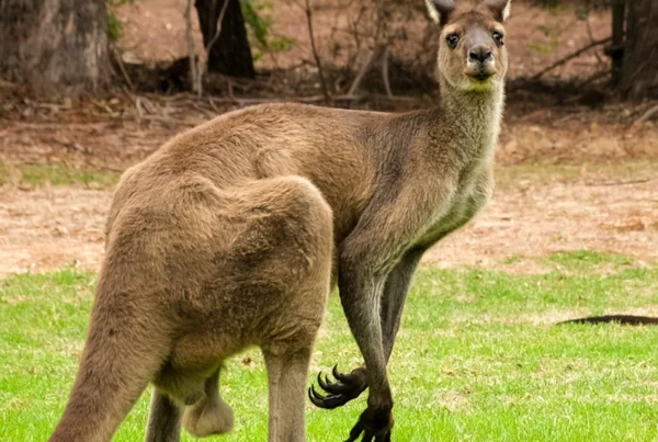 Curiosidades sobre Cangurús na Austrália