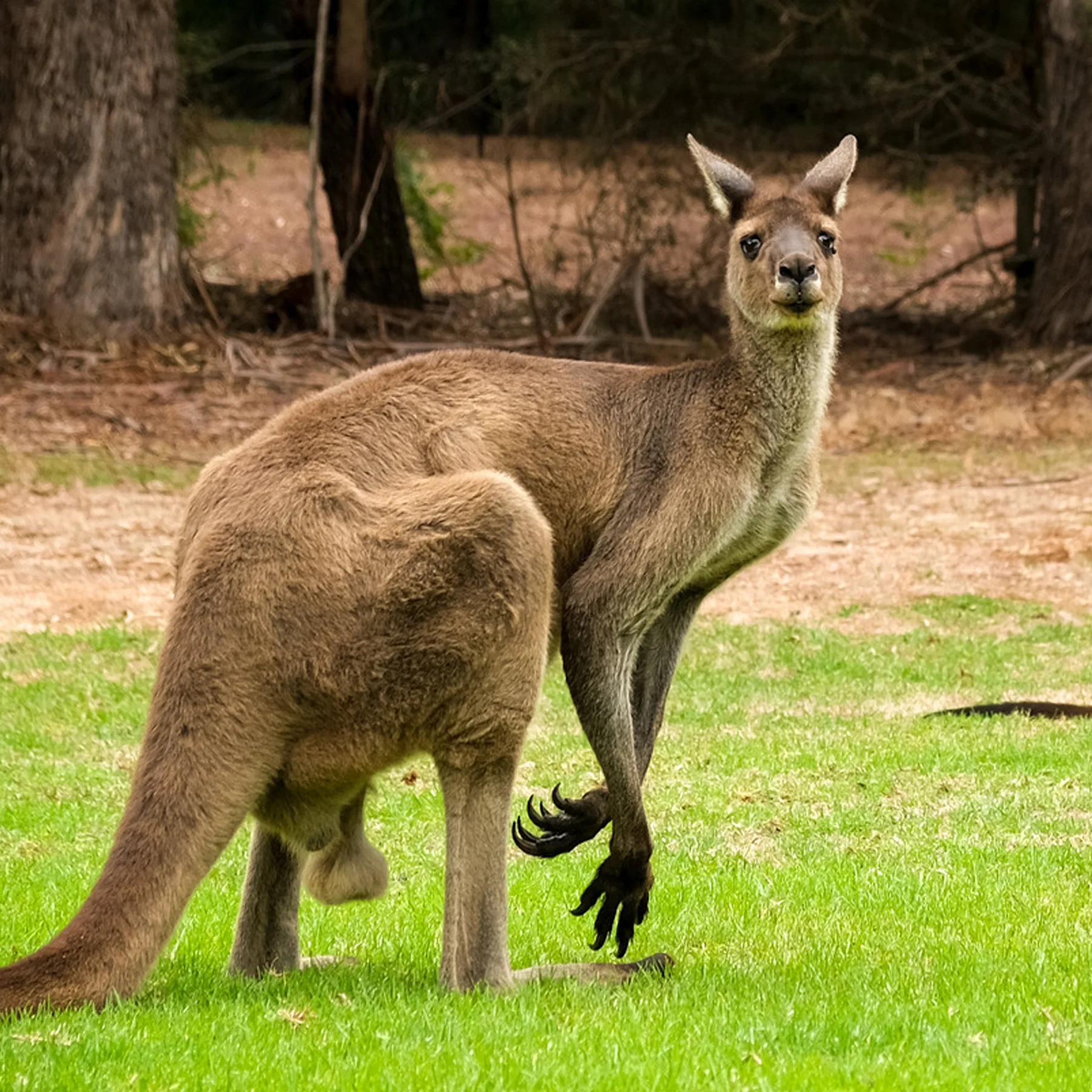 Curiosidades sobre os Cangurus na Austrália que você ainda não sabia!
