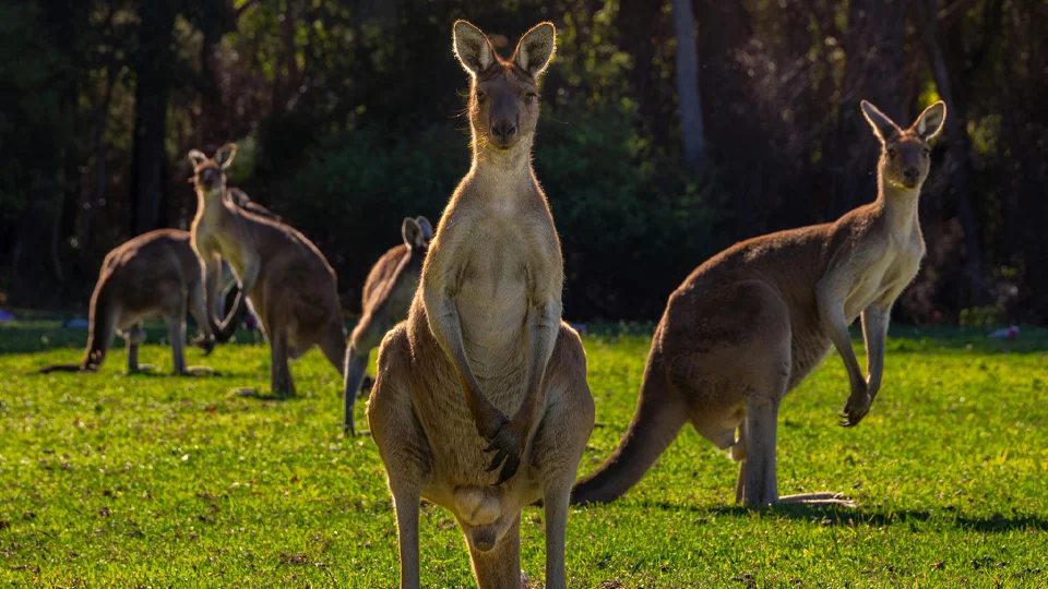Curiosidades sobre Cangurús na Austrália